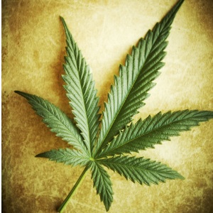 You are currently viewing 700 MEDICINAL USES OF CANNABIS- studies, papers & references